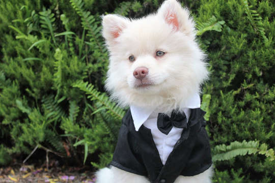What Animals Can Teach Us a young dog wearing a tuxedo
